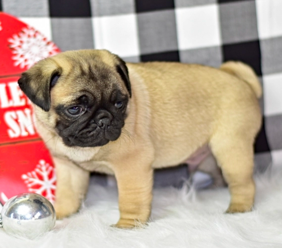 comprar cachorros sanos, baratos y asequibles para la venta